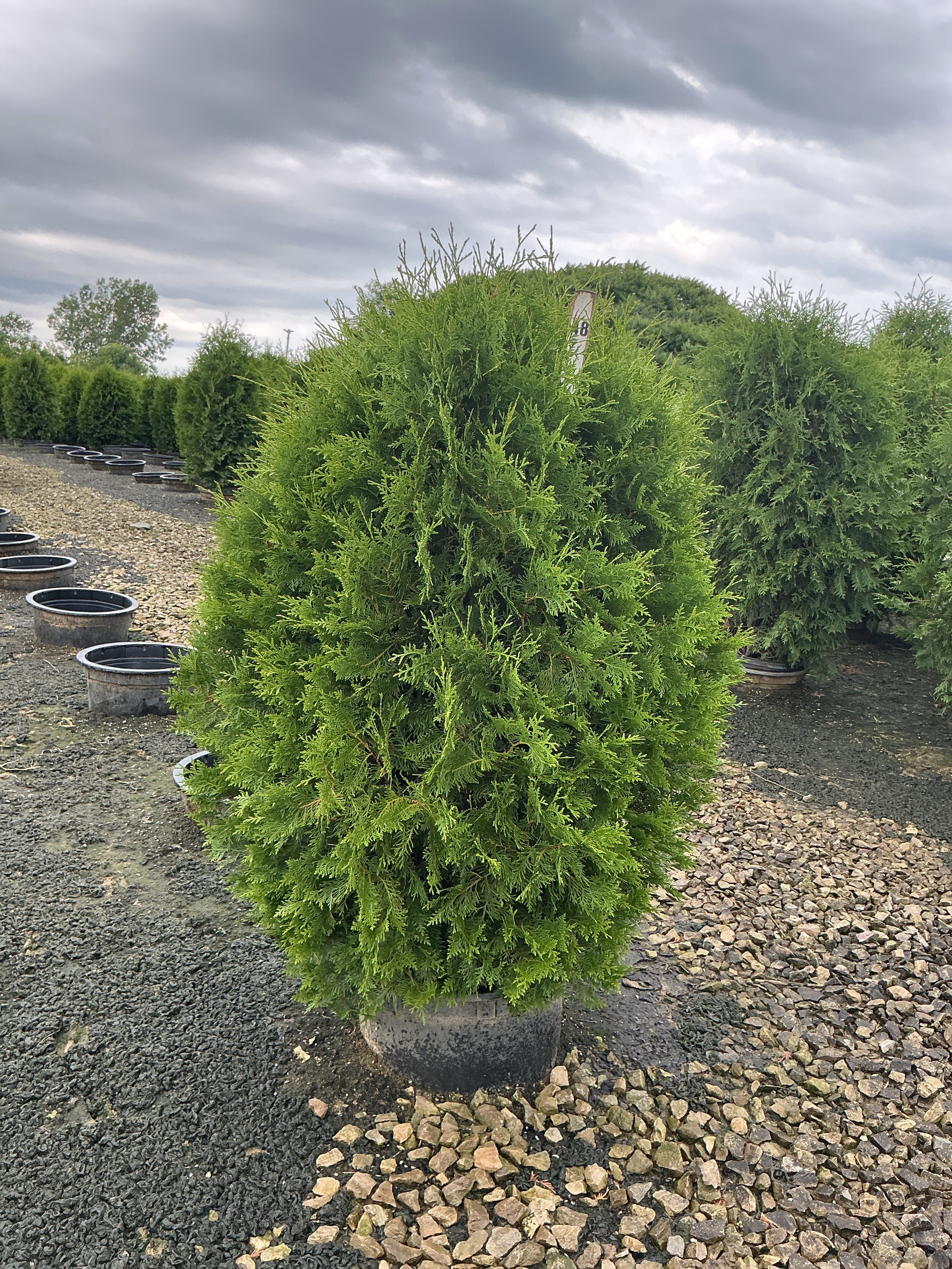 Thuja occidentalis 'Nigra'