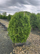 Thuja occidentalis 'Nigra'