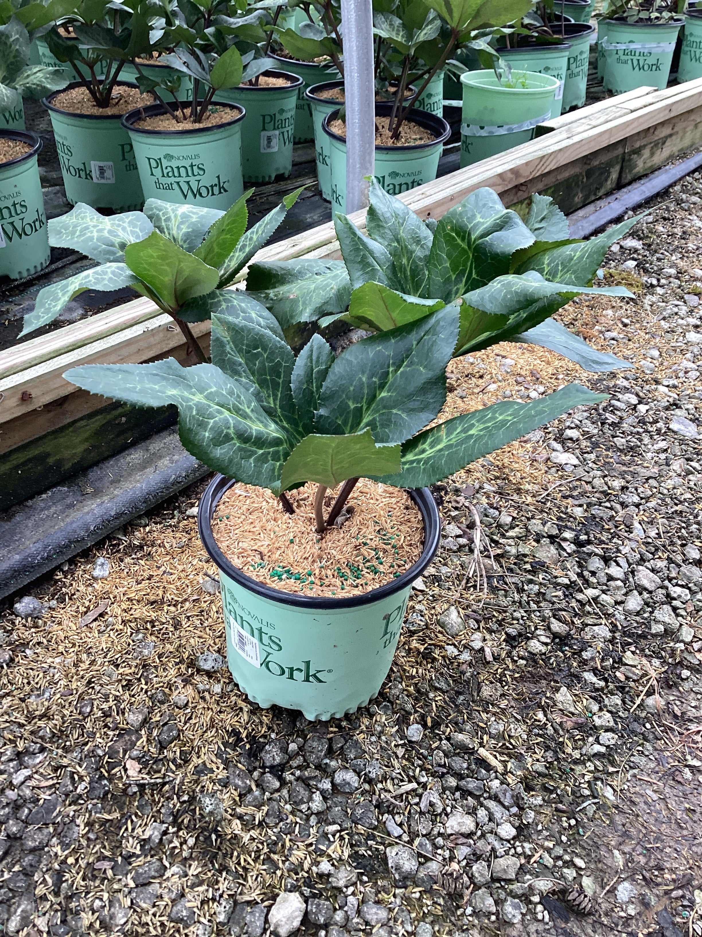 Frostkiss Helleborus Charmer ‘Epb 21’