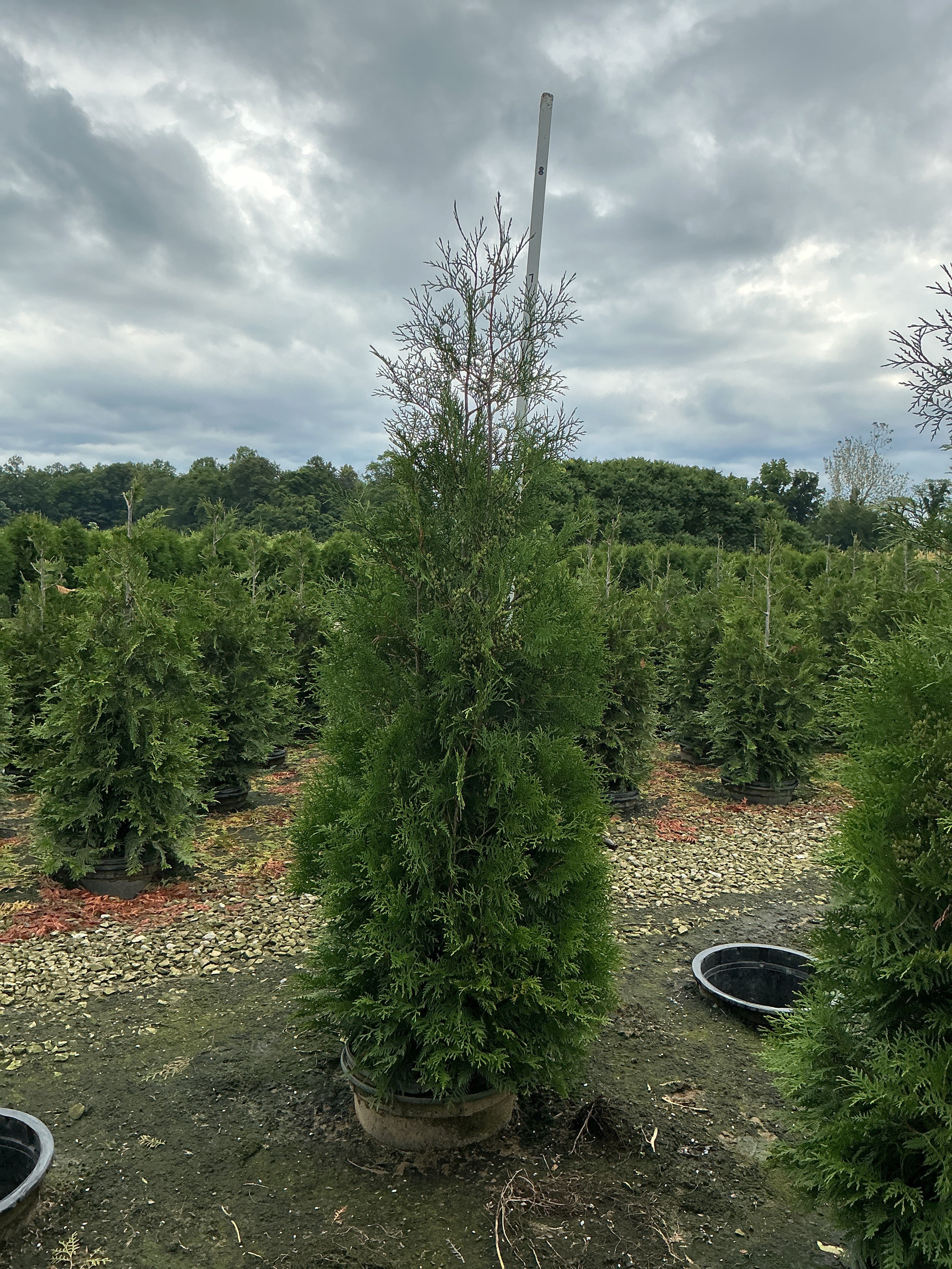 Thuja occidentalis 'American Pillar'