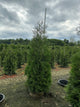 Thuja occidentalis 'American Pillar'