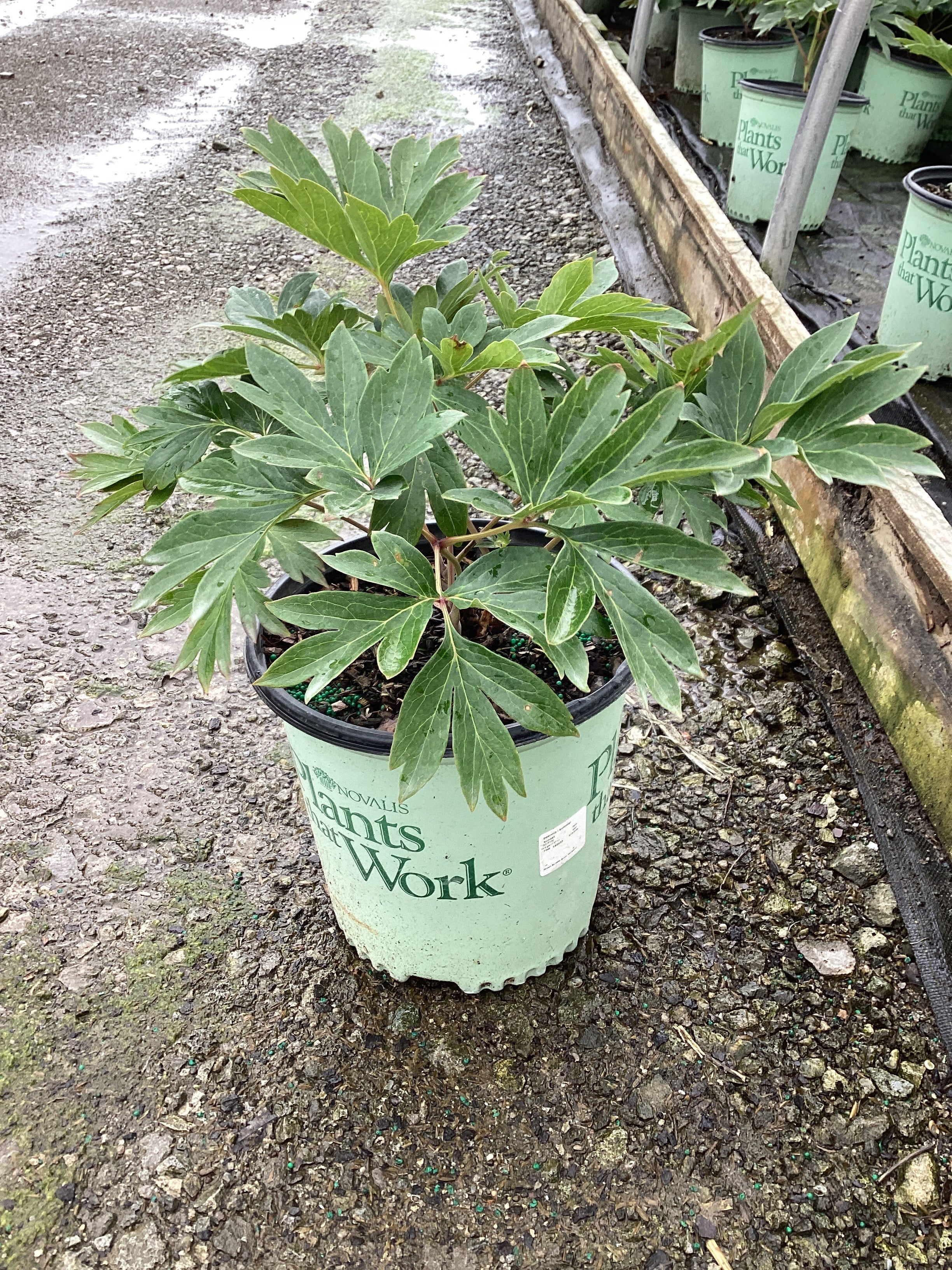 Paeonia 'I Summer Sunset'