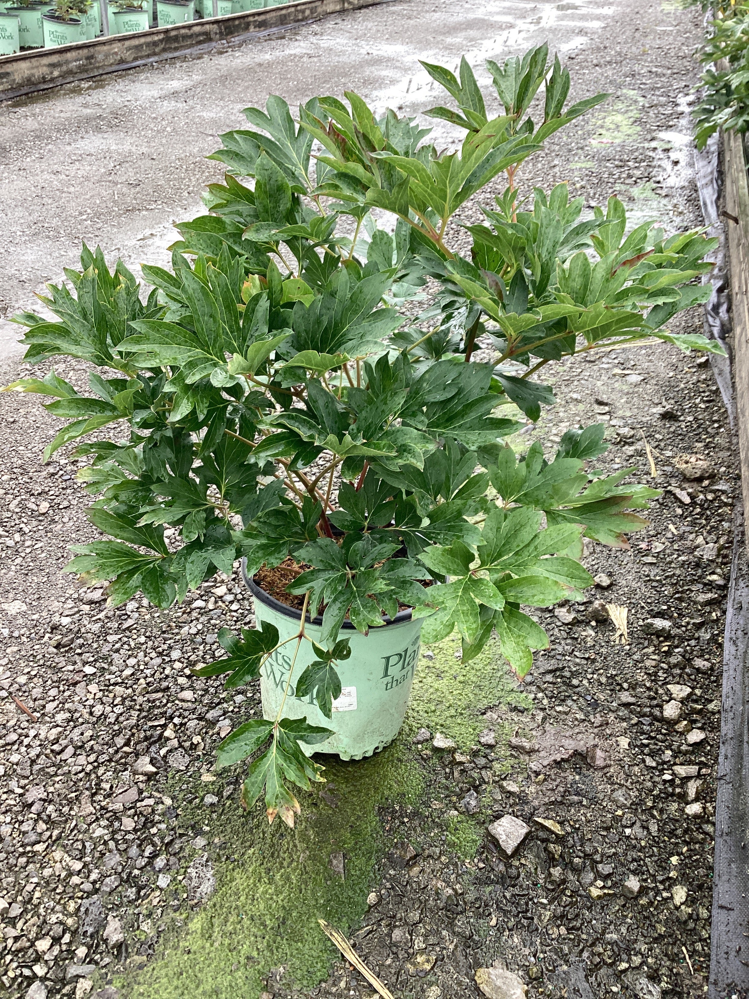 Paeonia 'Smithopus5' PPAF