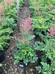 Astilbe japonica 'Rheinland'