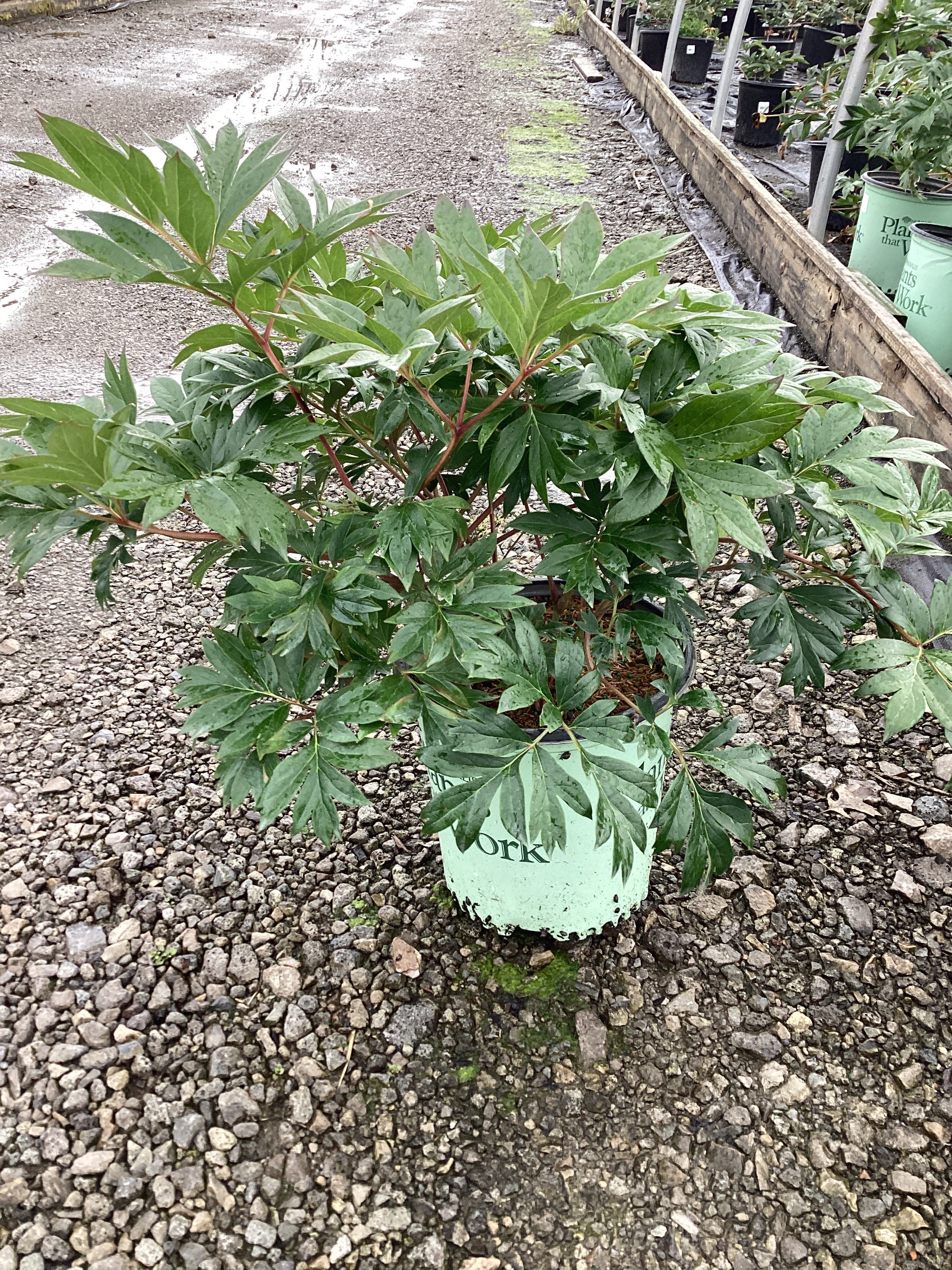 Paeonia 'Smithopus3' PPAF¶