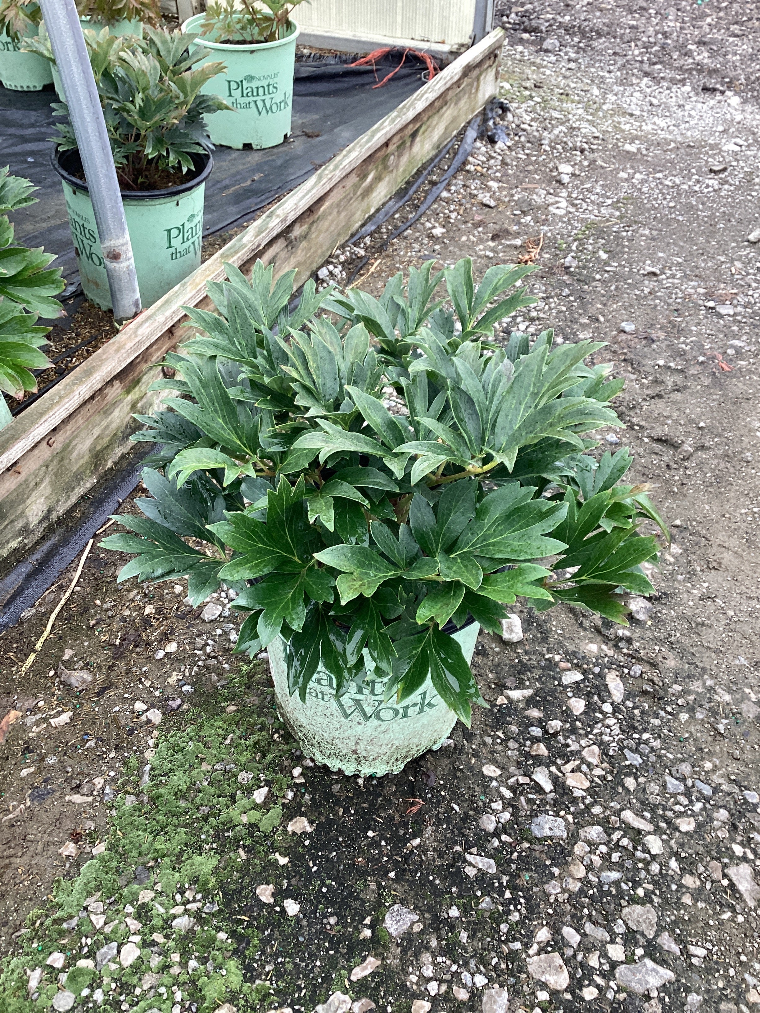 Paeonia 'I Simply Scrumptious'