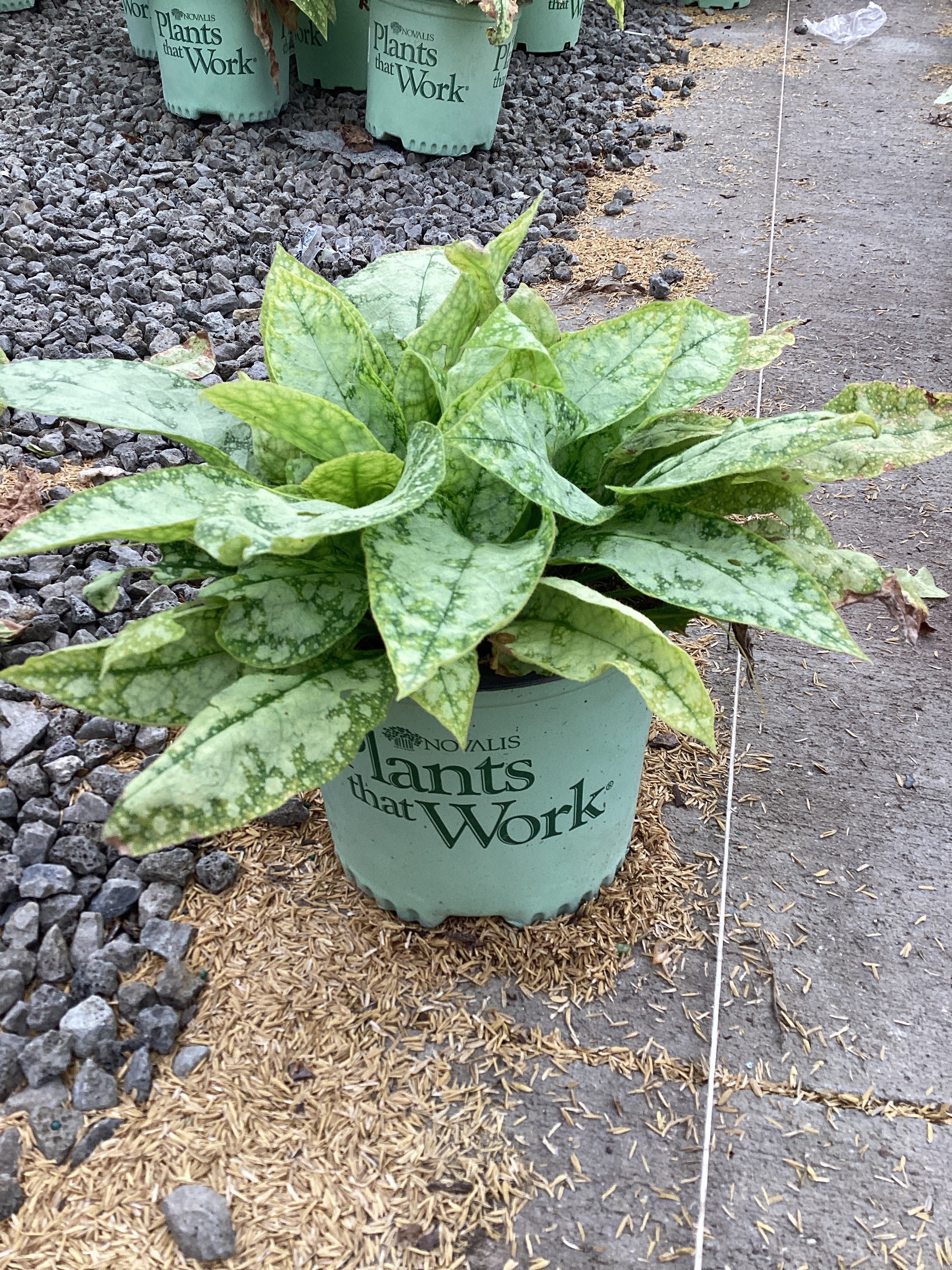 Pulmonaria high 'High Contrast'