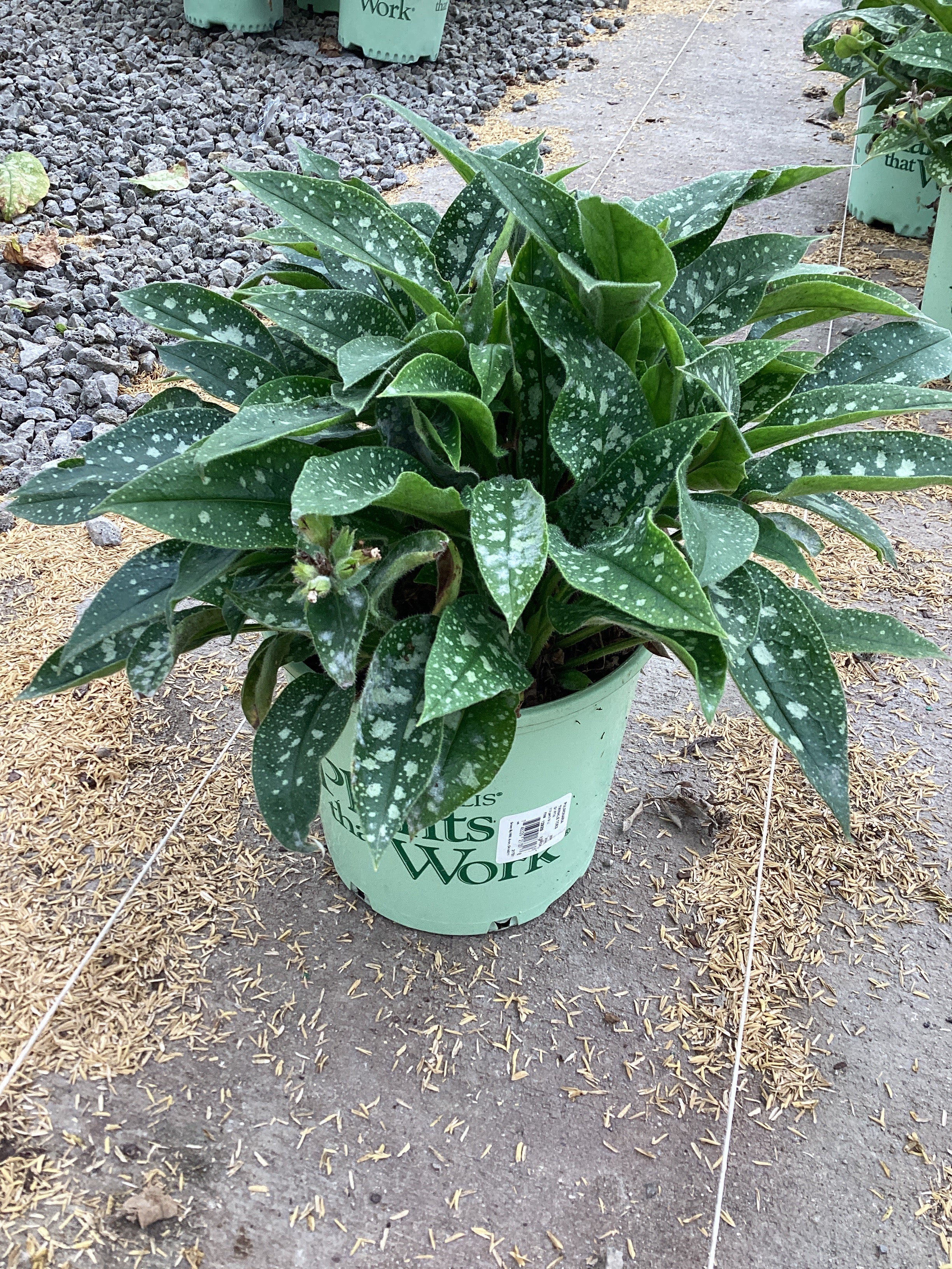 Pulmonaria twinkle 'Toes'