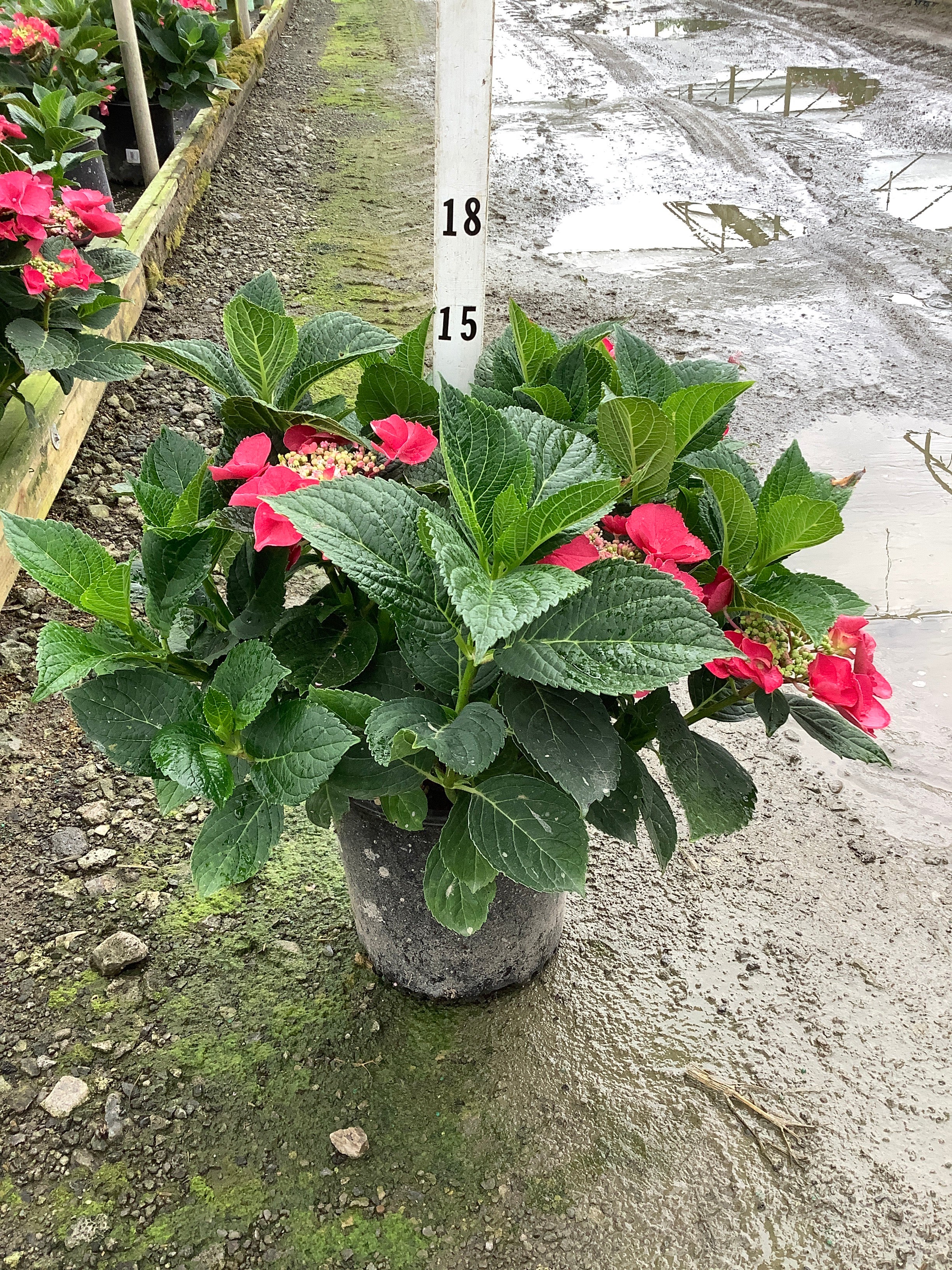 Hydrangea macrophylla 'Cherry Explosion'