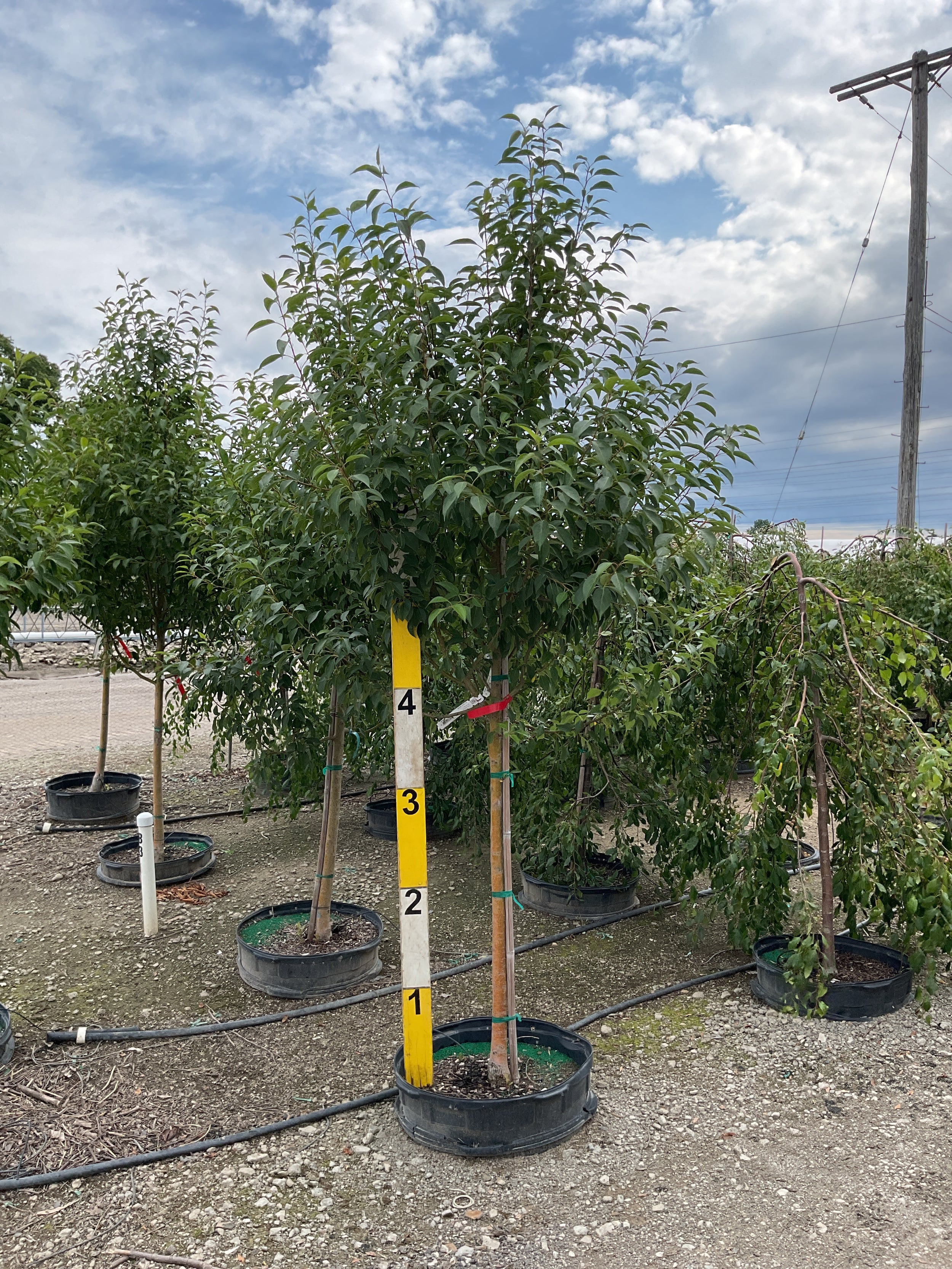 Malus starlite