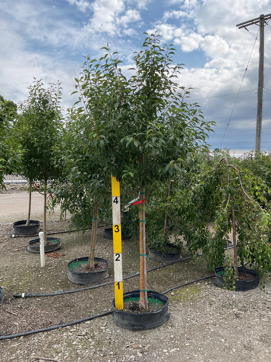 Malus starlite â€” G25 1.75