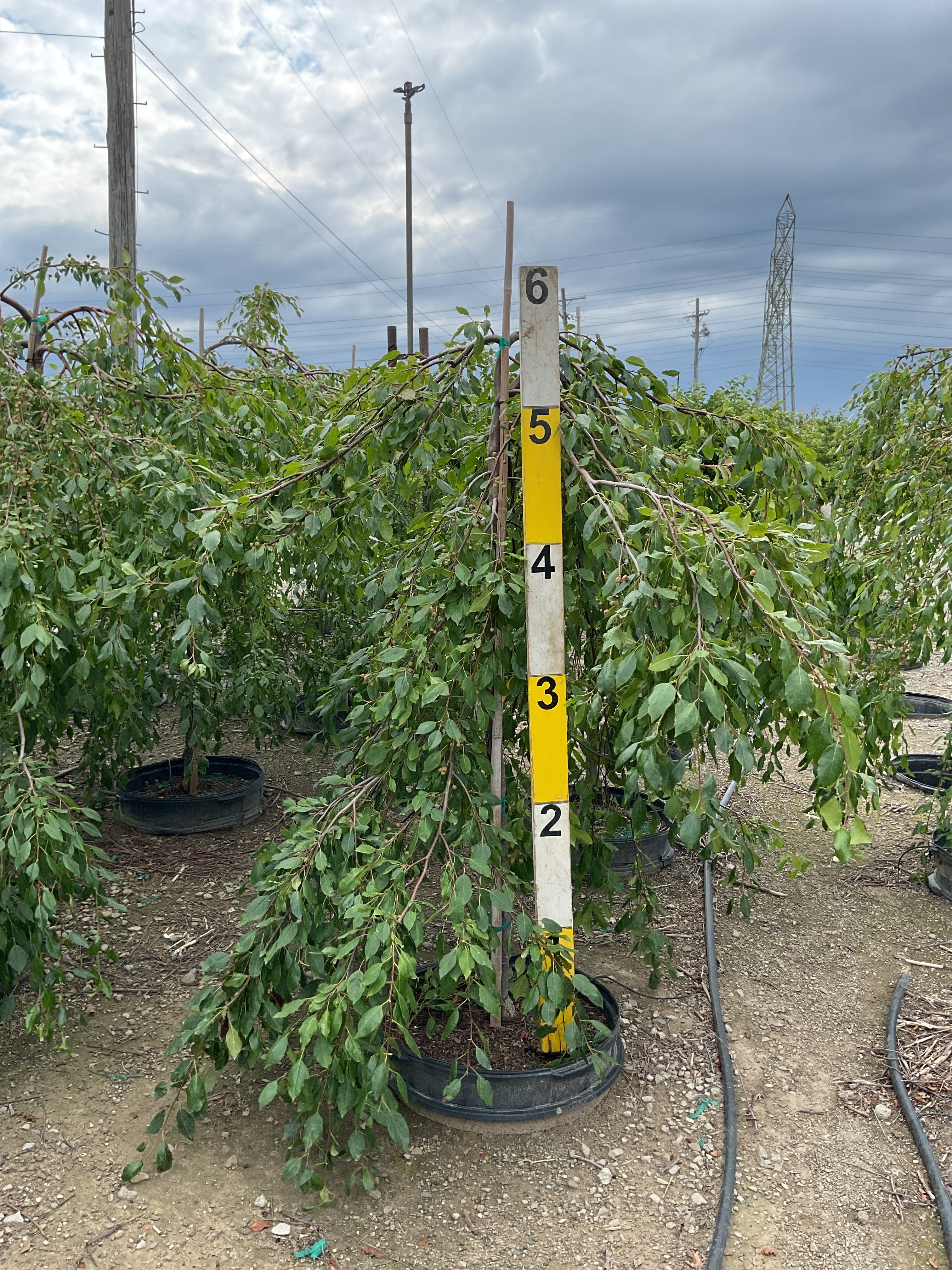 Malus 'Louisa'