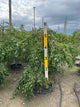 Malus 'Louisa'