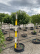 Malus 'Lollizam'