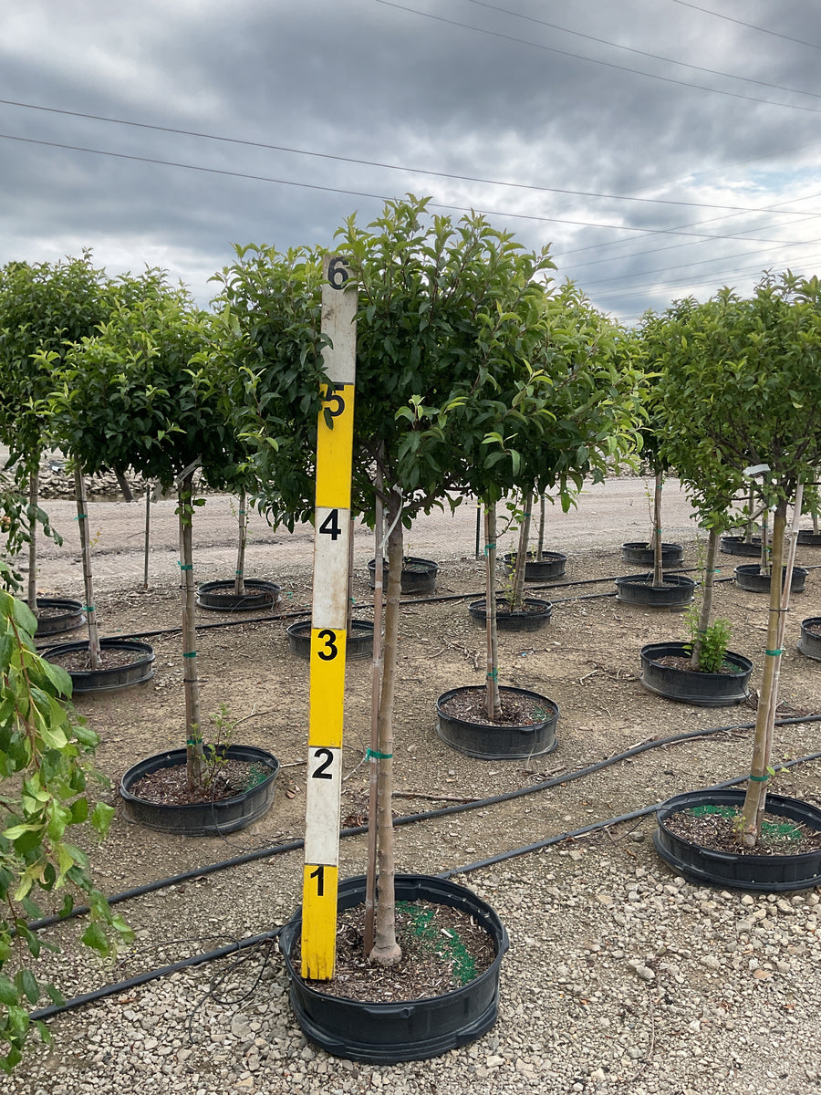 Malus 'Lollizam' â€” G25 24