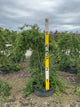 Prunus x 'Snofozam'