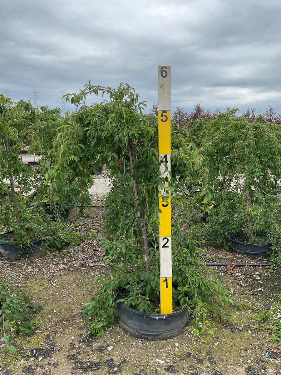 Prunus x 'Snofozam' â€” G25 1.75