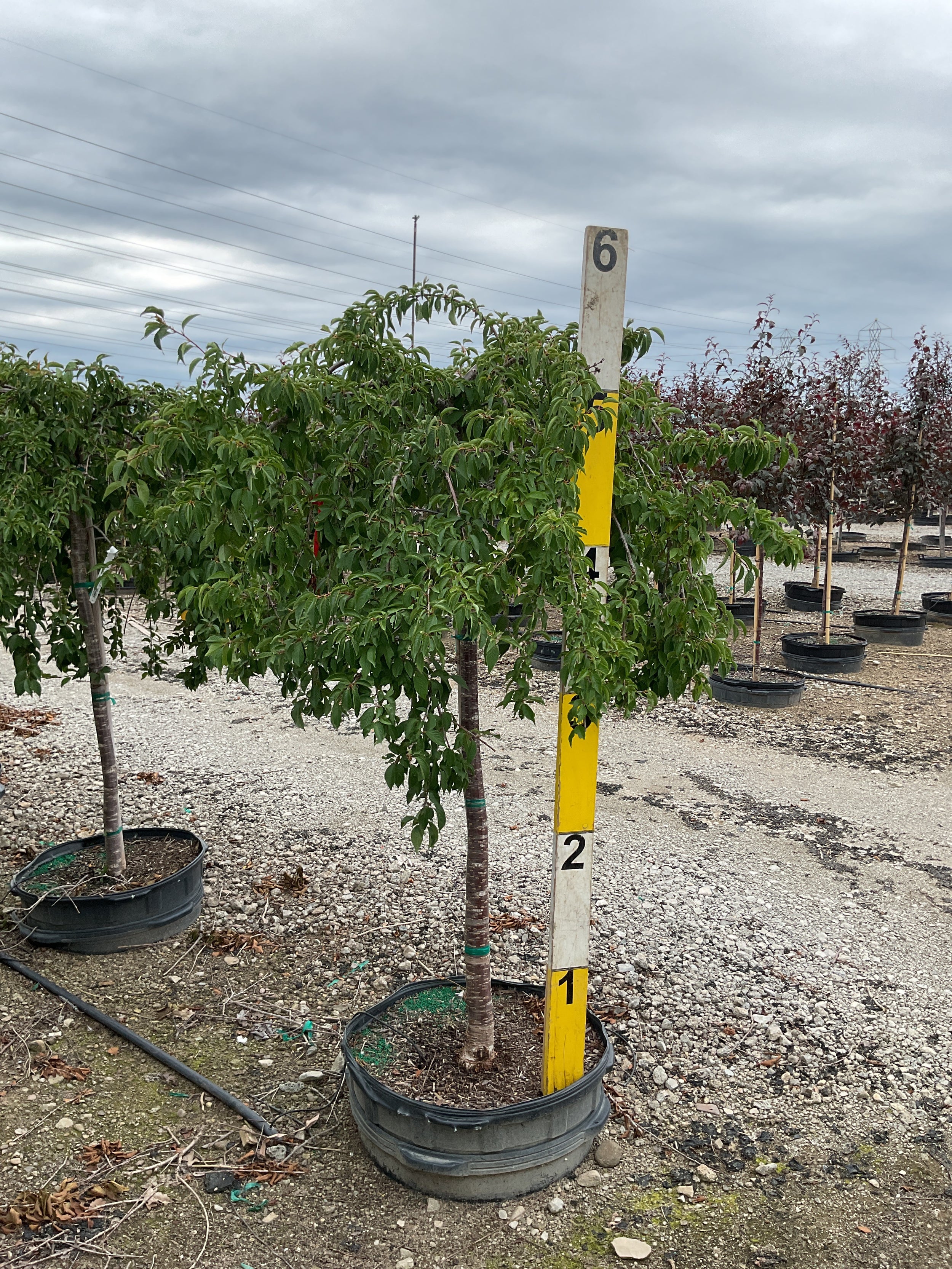 Prunus x 'Snofozam'