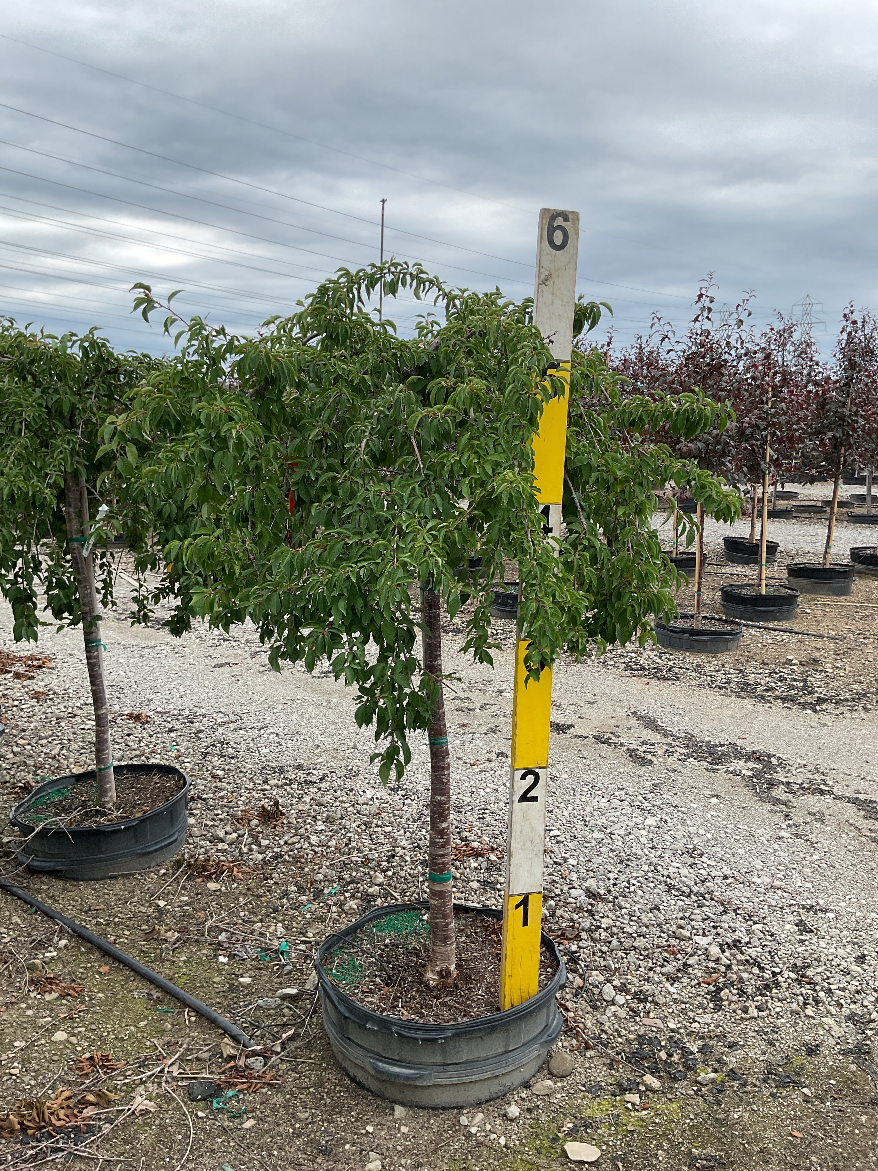 Prunus x 'Snofozam'