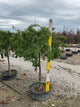 Prunus x 'Snofozam'