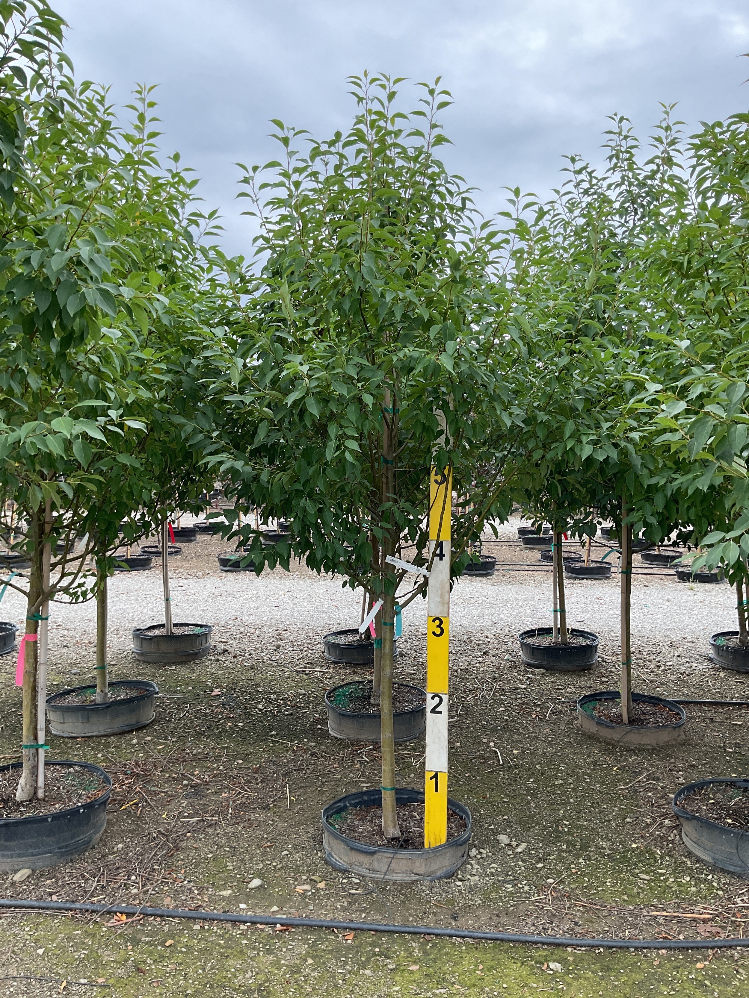 Malus starlite