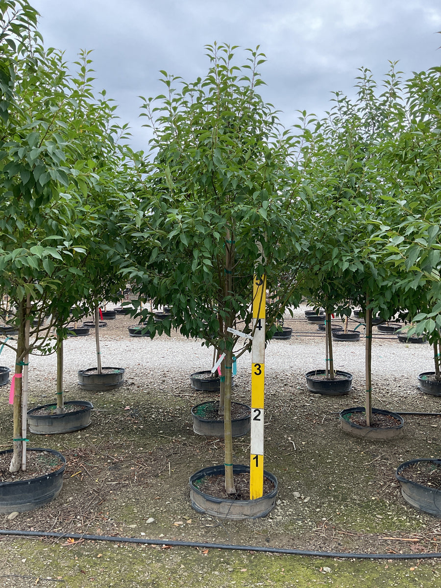 Malus starlite â€” G25 2