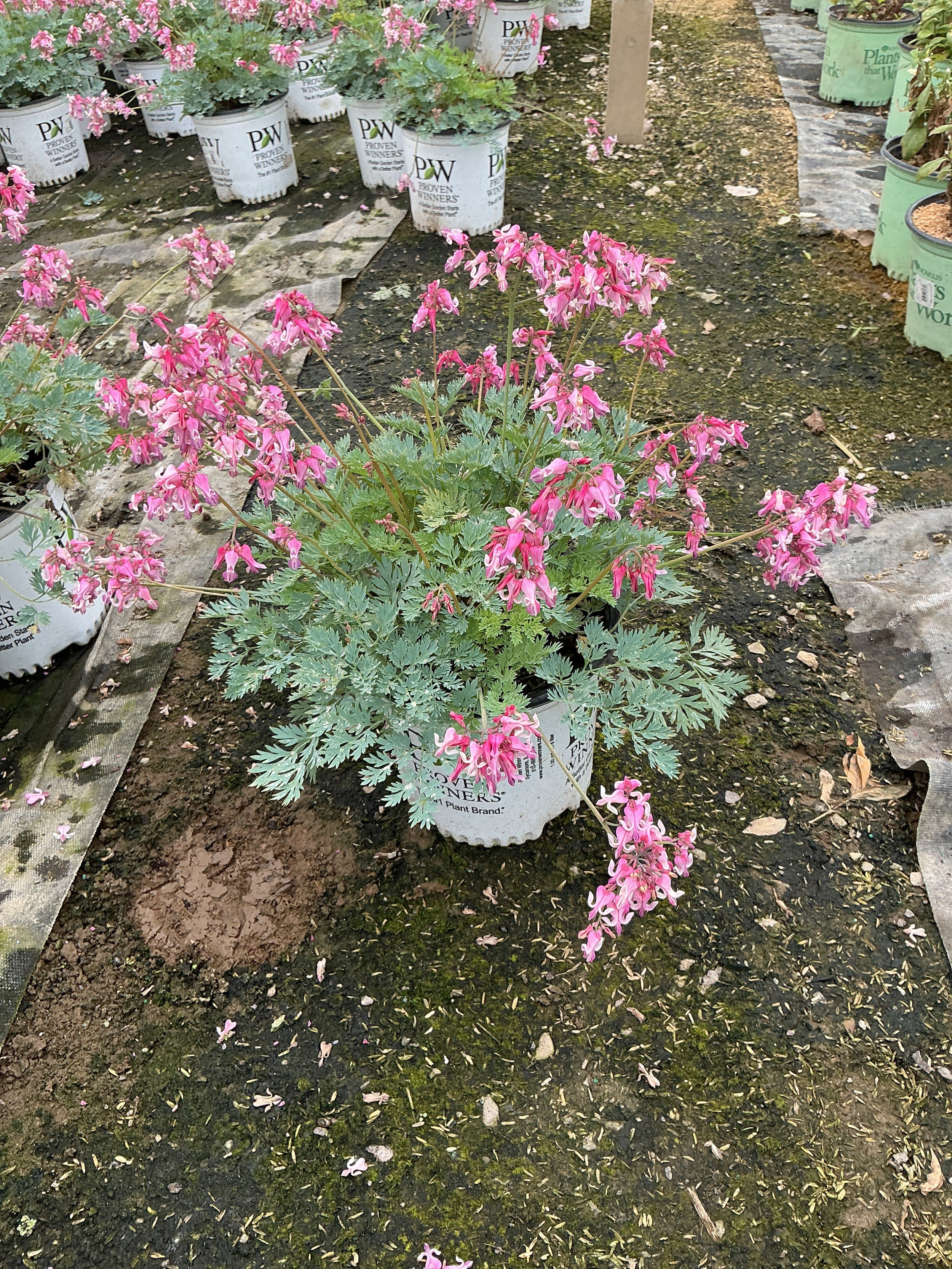 Dicentra 'Pink Diamonds'