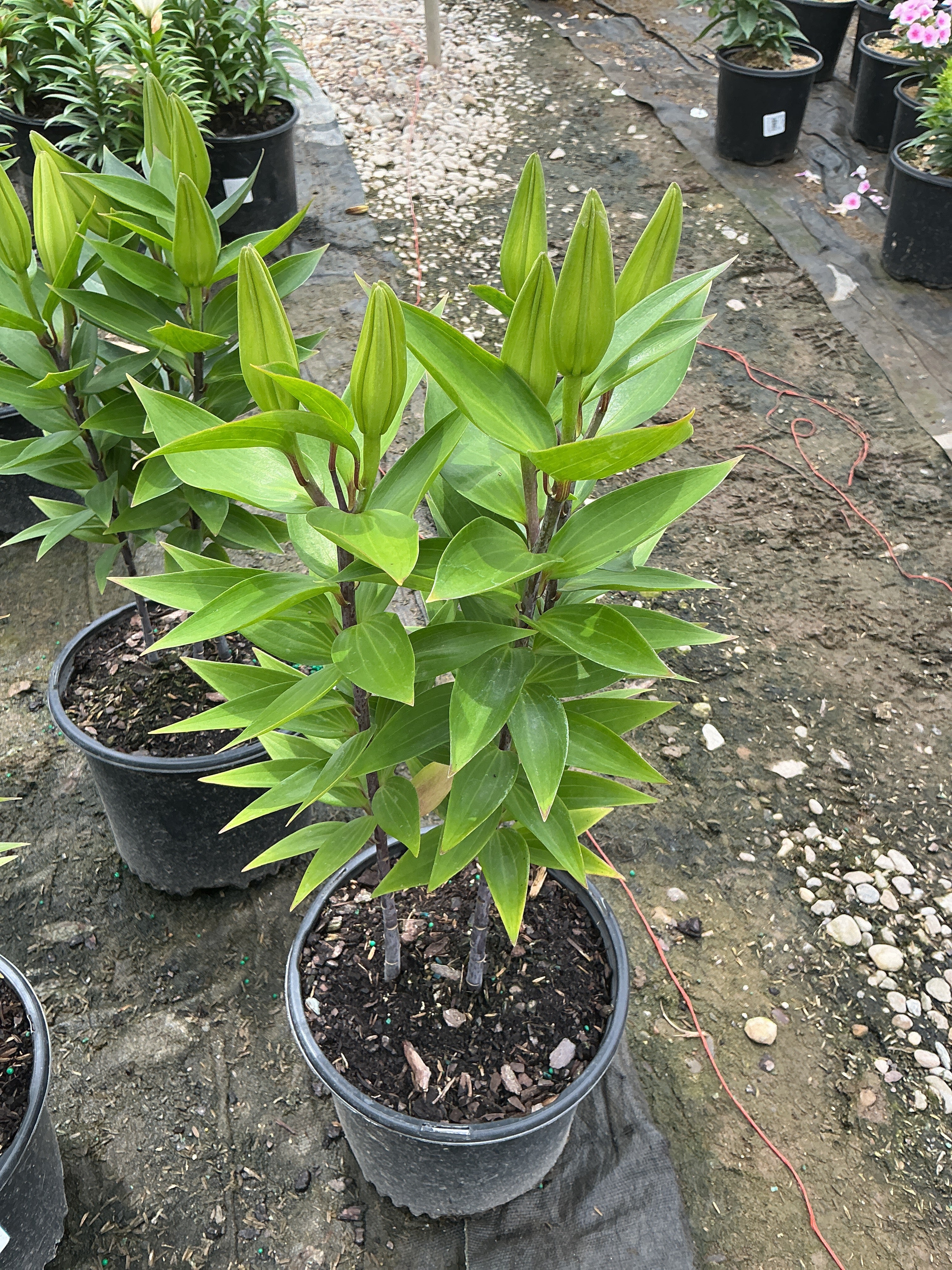 Lilium orientalis 'After Eight'