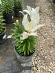 Lilium - LA Hybrid Lily 'Summer Snow’