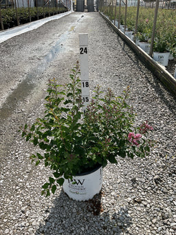 Syringa 'SMNSPH' BLOOMERANG BALLET