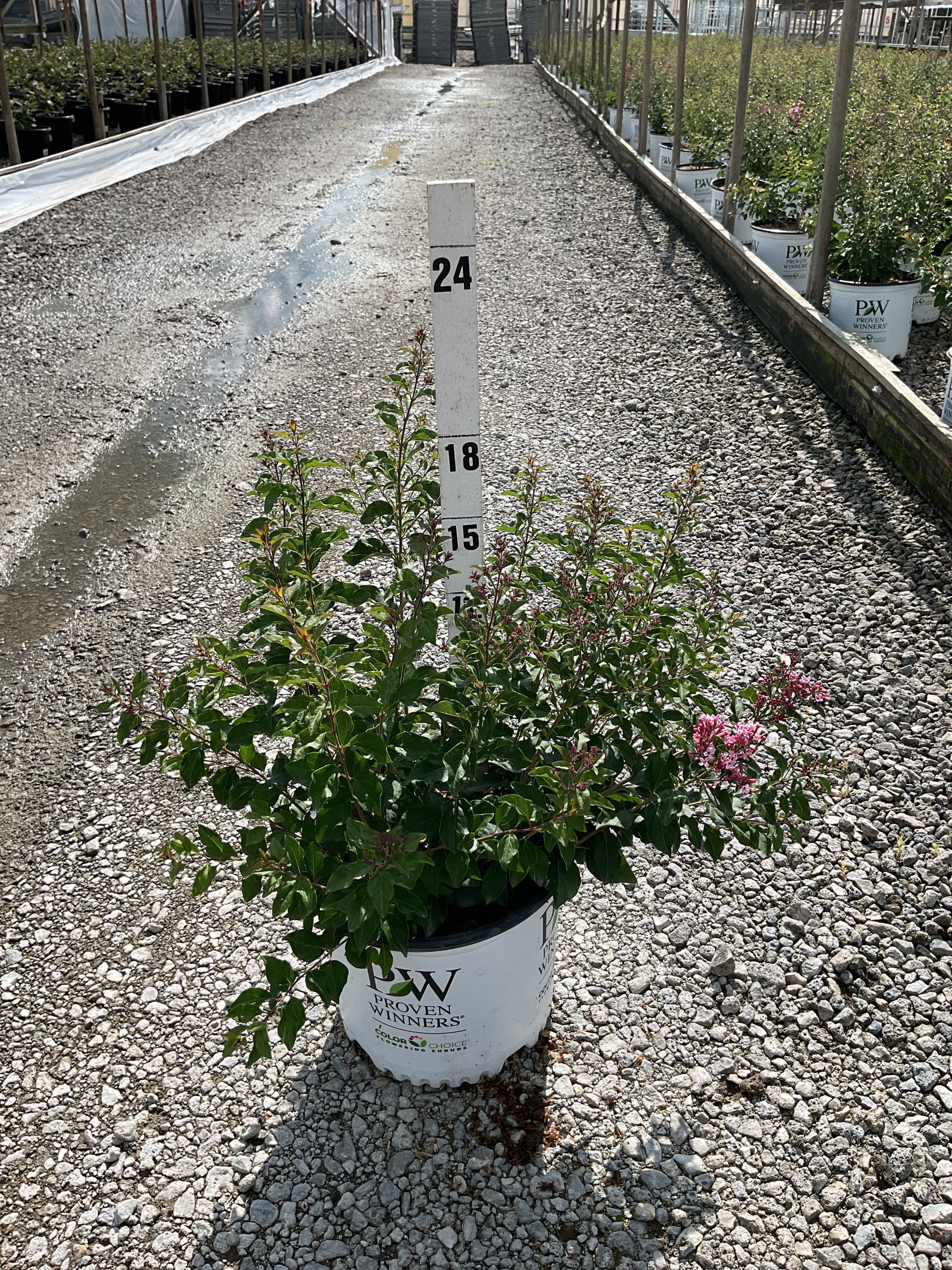 Syringa 'SMNSPH' BLOOMERANG BALLET