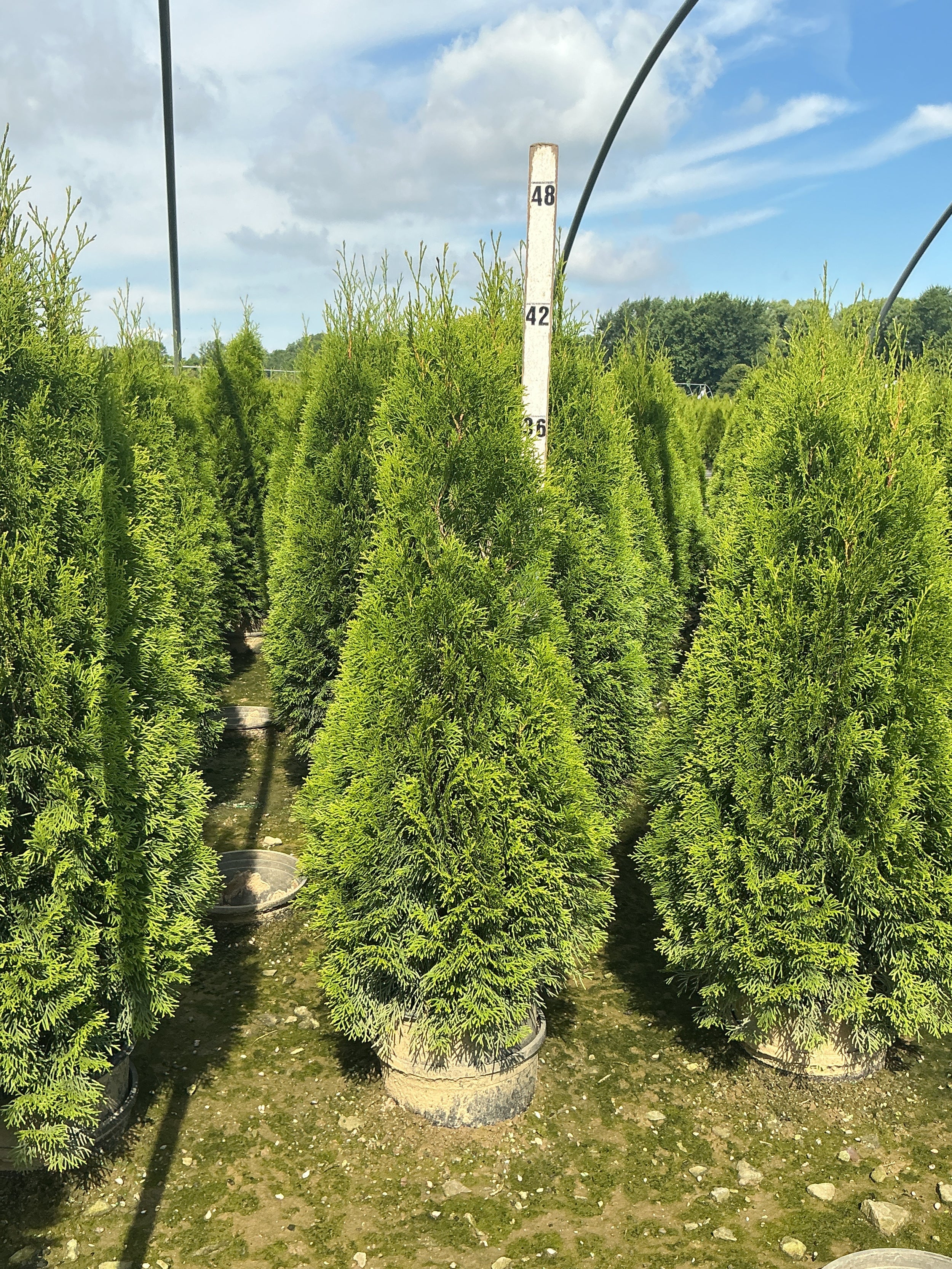 Thuja occidentalis 'Smaragd'