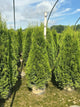 Thuja occidentalis 'Smaragd'