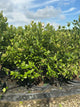 Viburnum nudum 'Winterthur'
