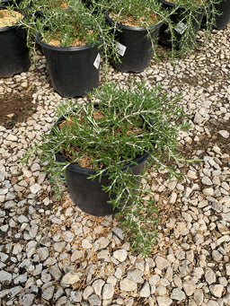 ROSEMARINUS O. BLUE CASCADE