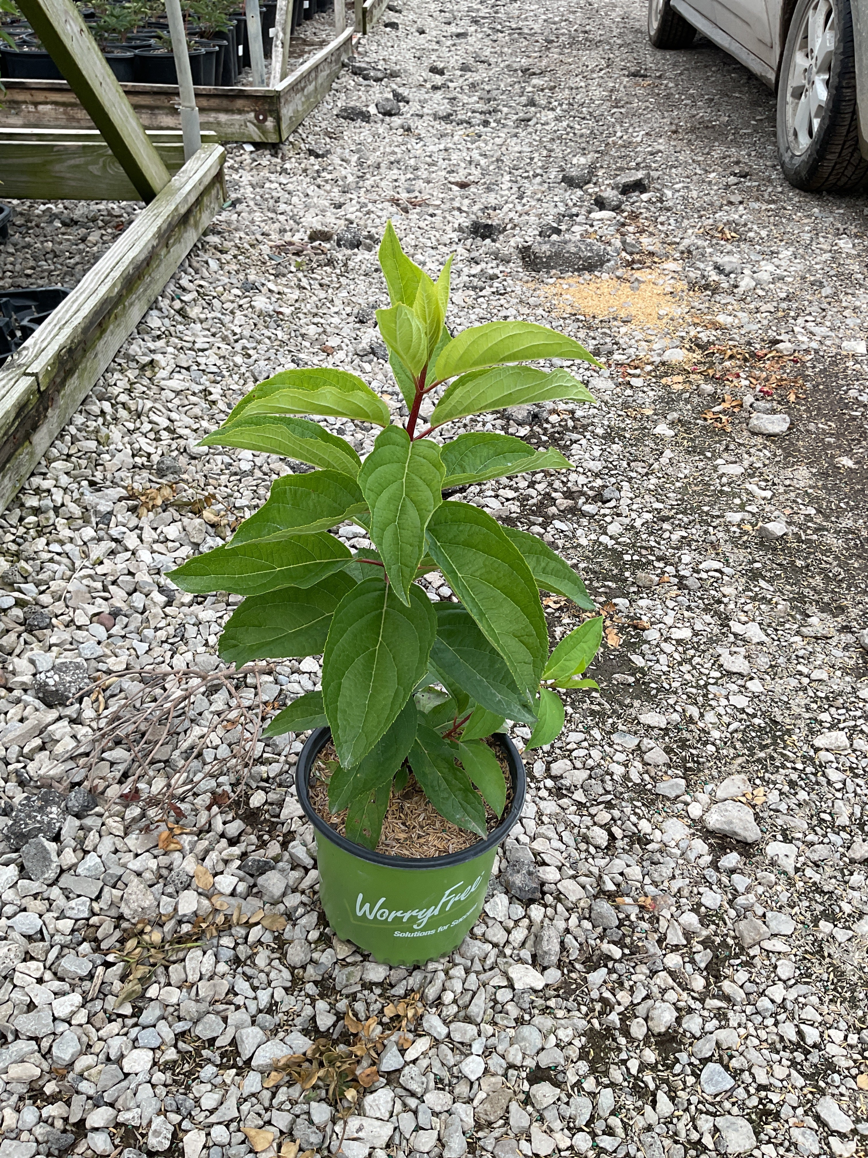 Hydrangea 'P Love-A-Lot Pink Rp10'