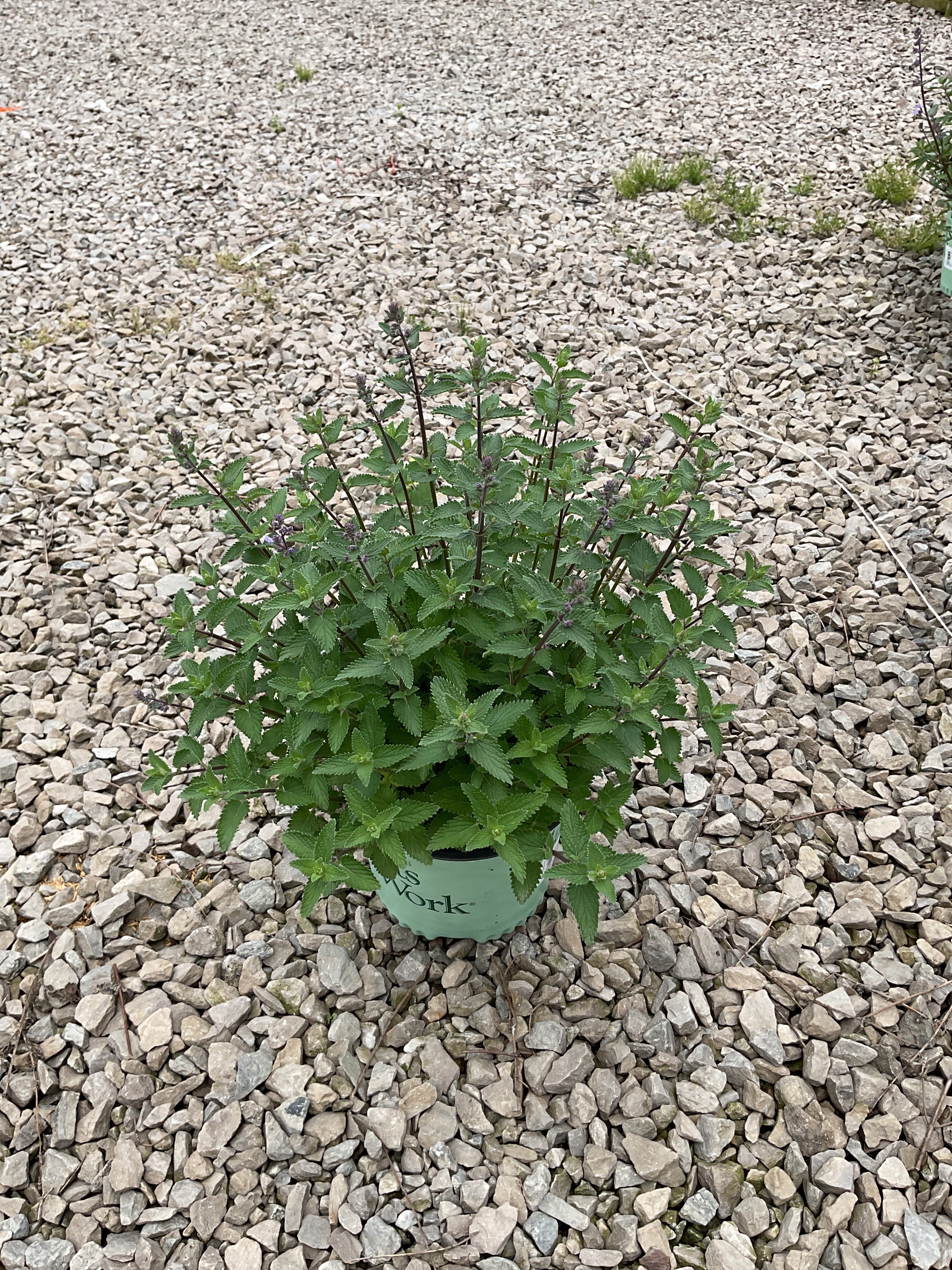 Nepeta faassenii ‘Tall Tails’