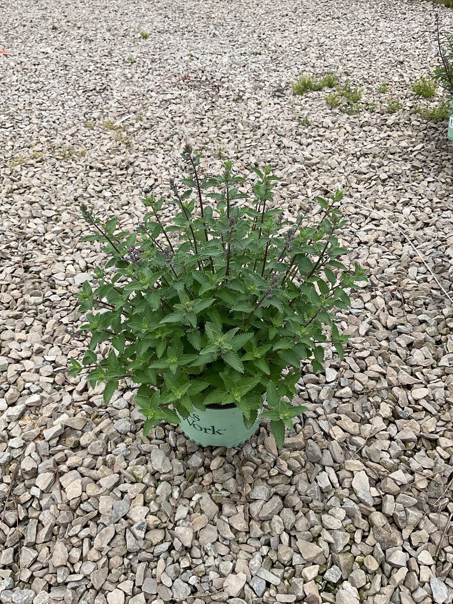 Nepeta faassenii ‘Tall Tails’