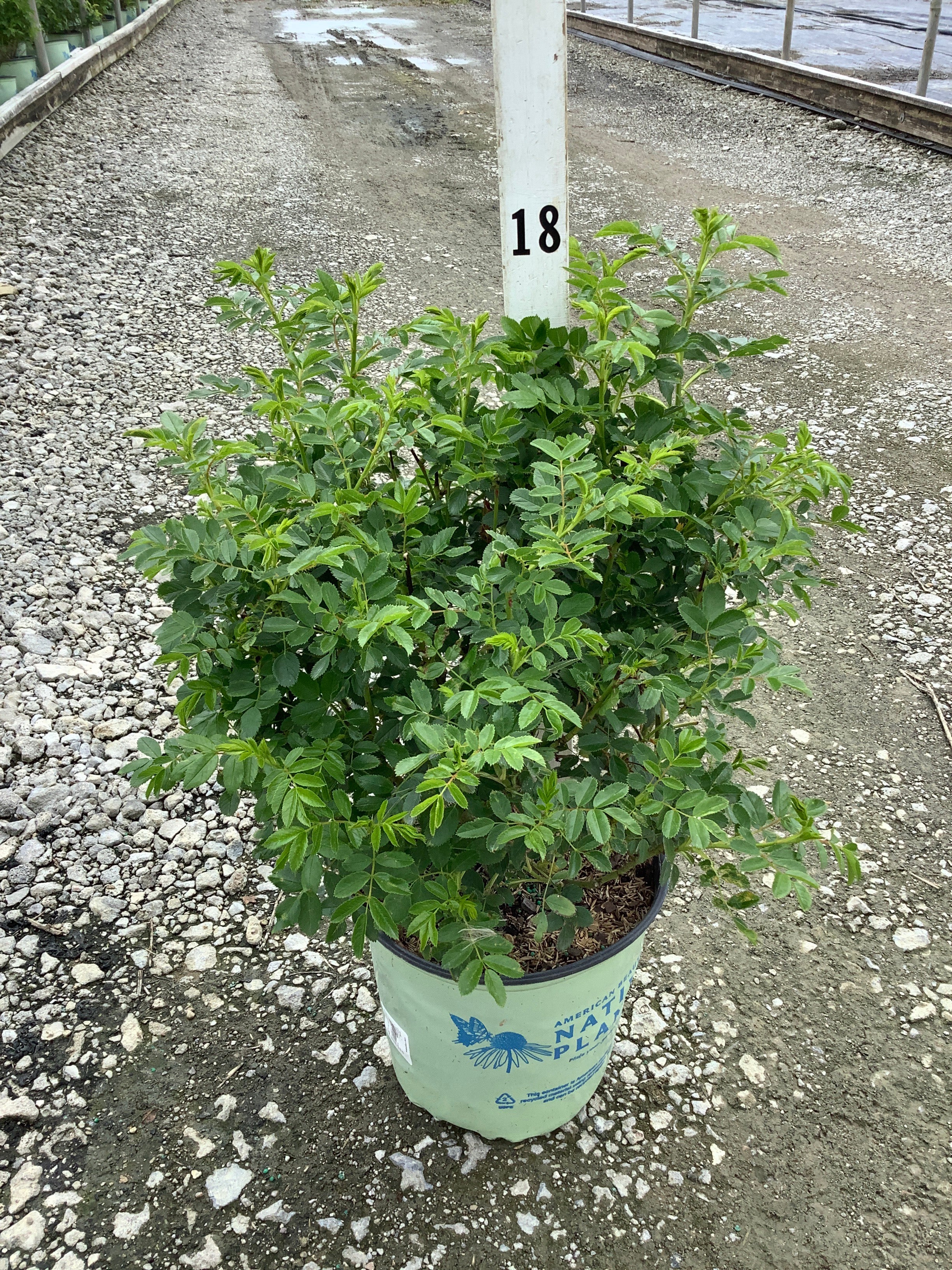 Rosa virginiana