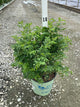 Rosa virginiana