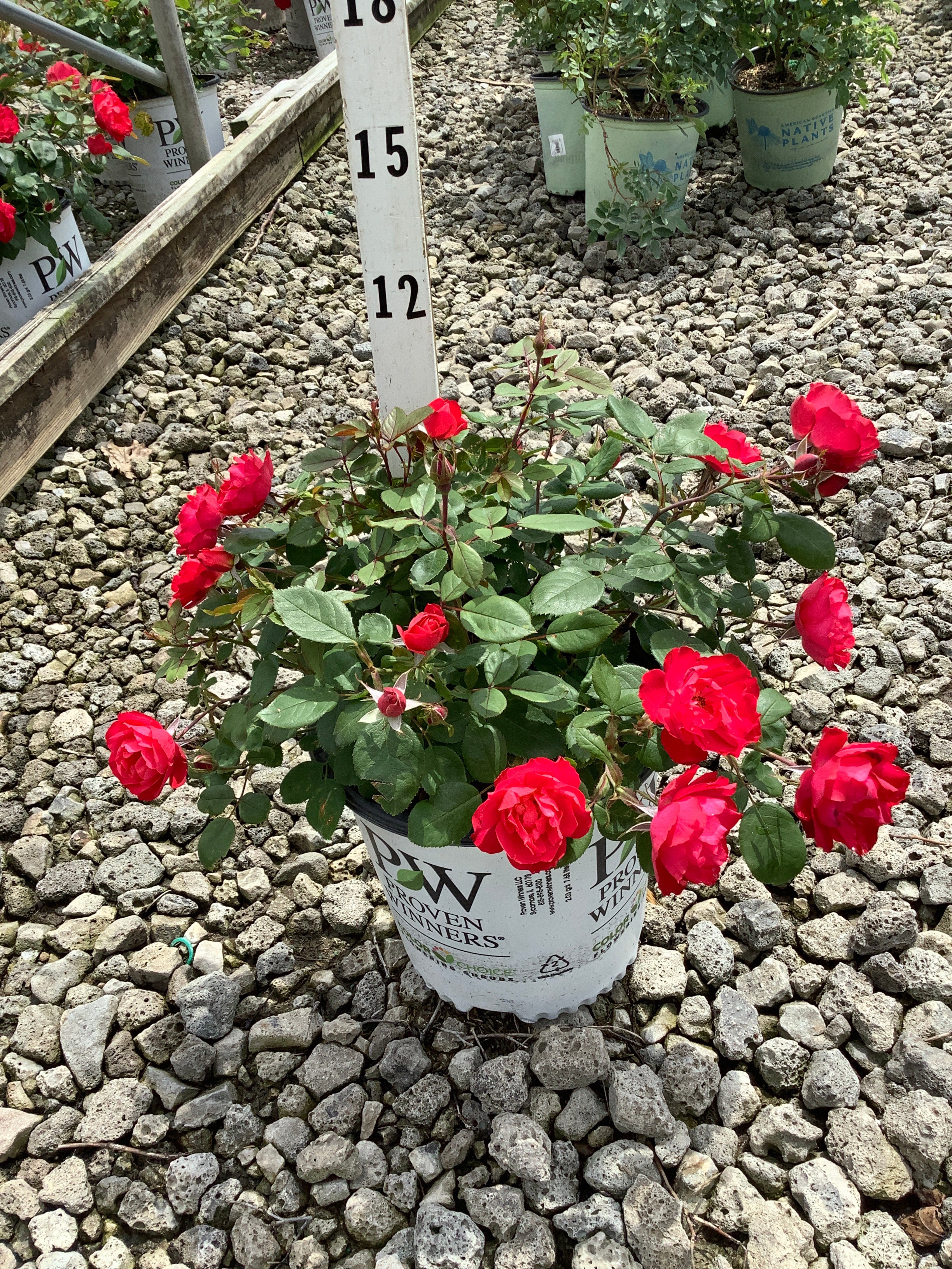 Rosa 'Oso Easy Double Red'