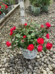 Rosa 'Oso Easy Double Red'