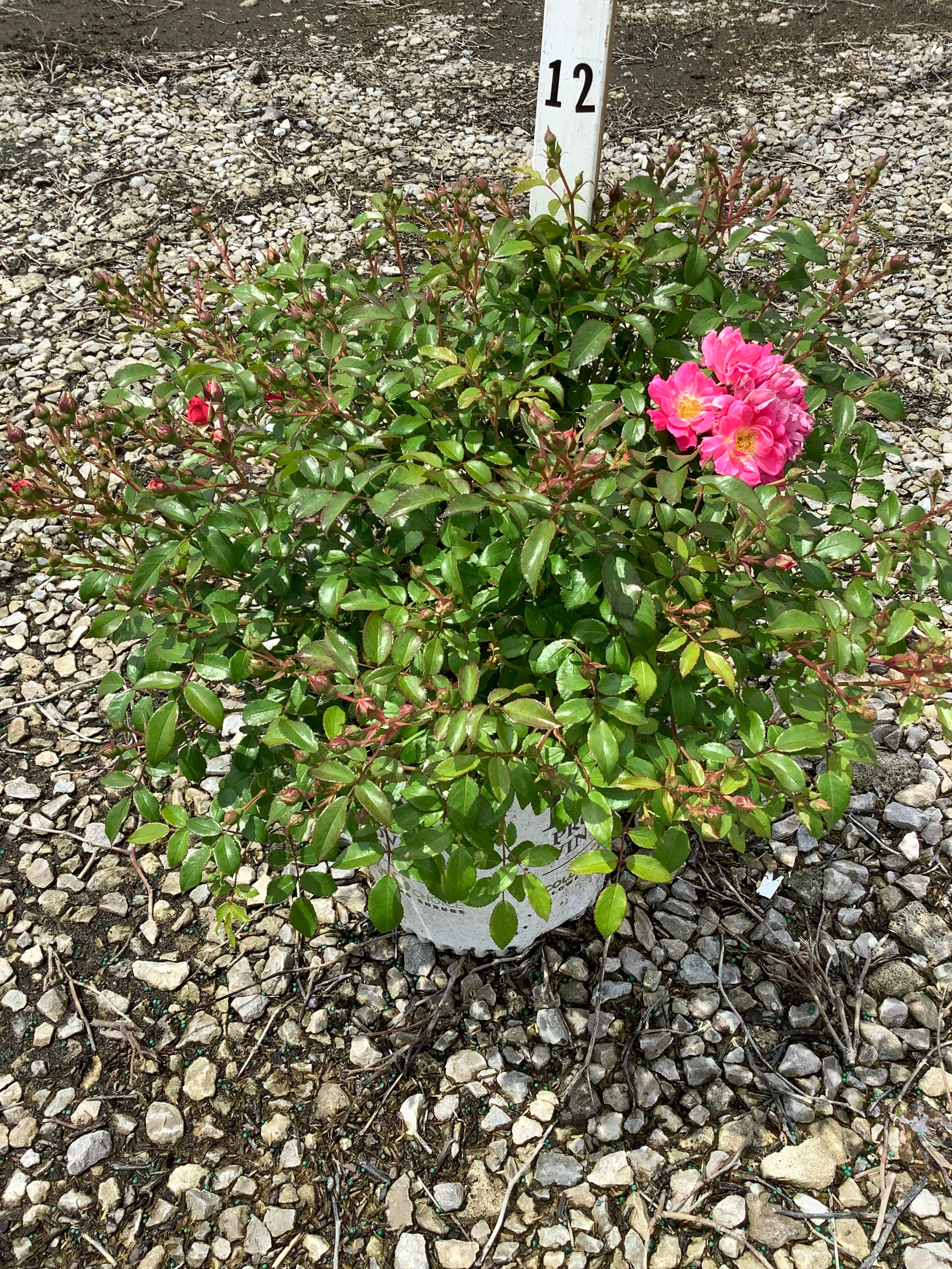 Rosa 'Oso Easy Double Pink'