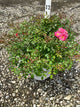 Rosa 'Oso Easy Double Pink'