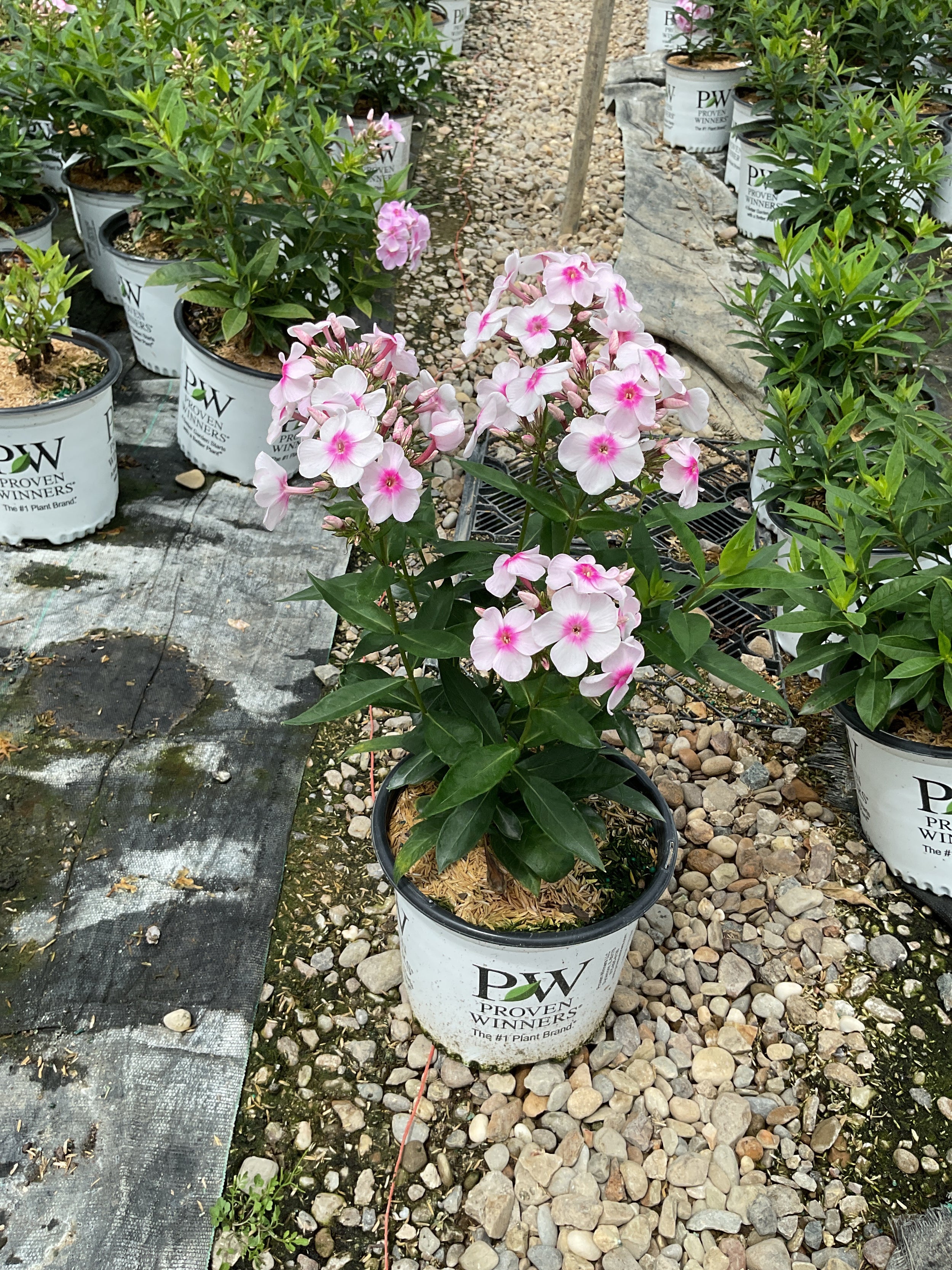 Phlox paniculata 'Luminary Opalescence'