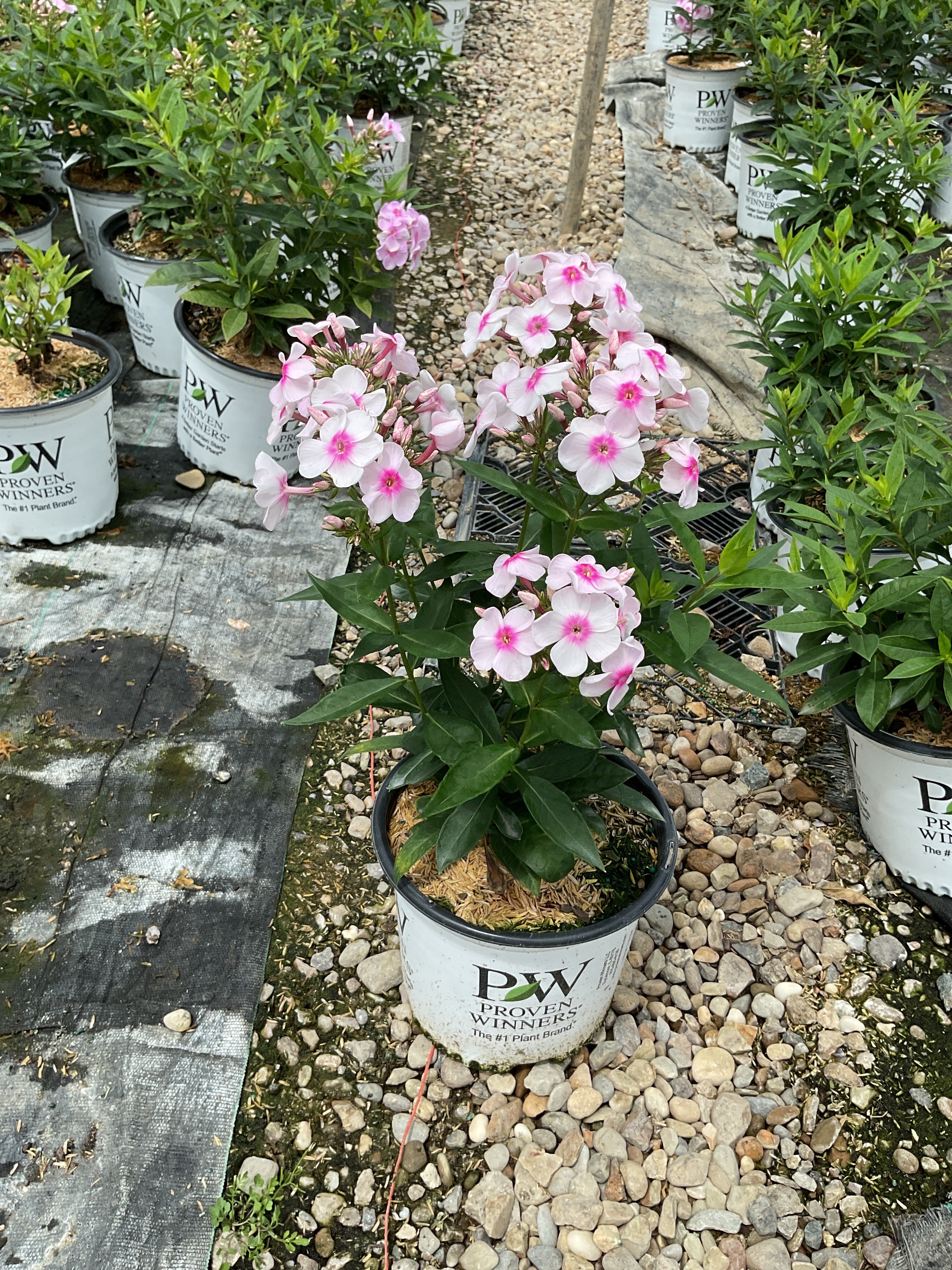 Phlox paniculata 'Luminary Opalescence'