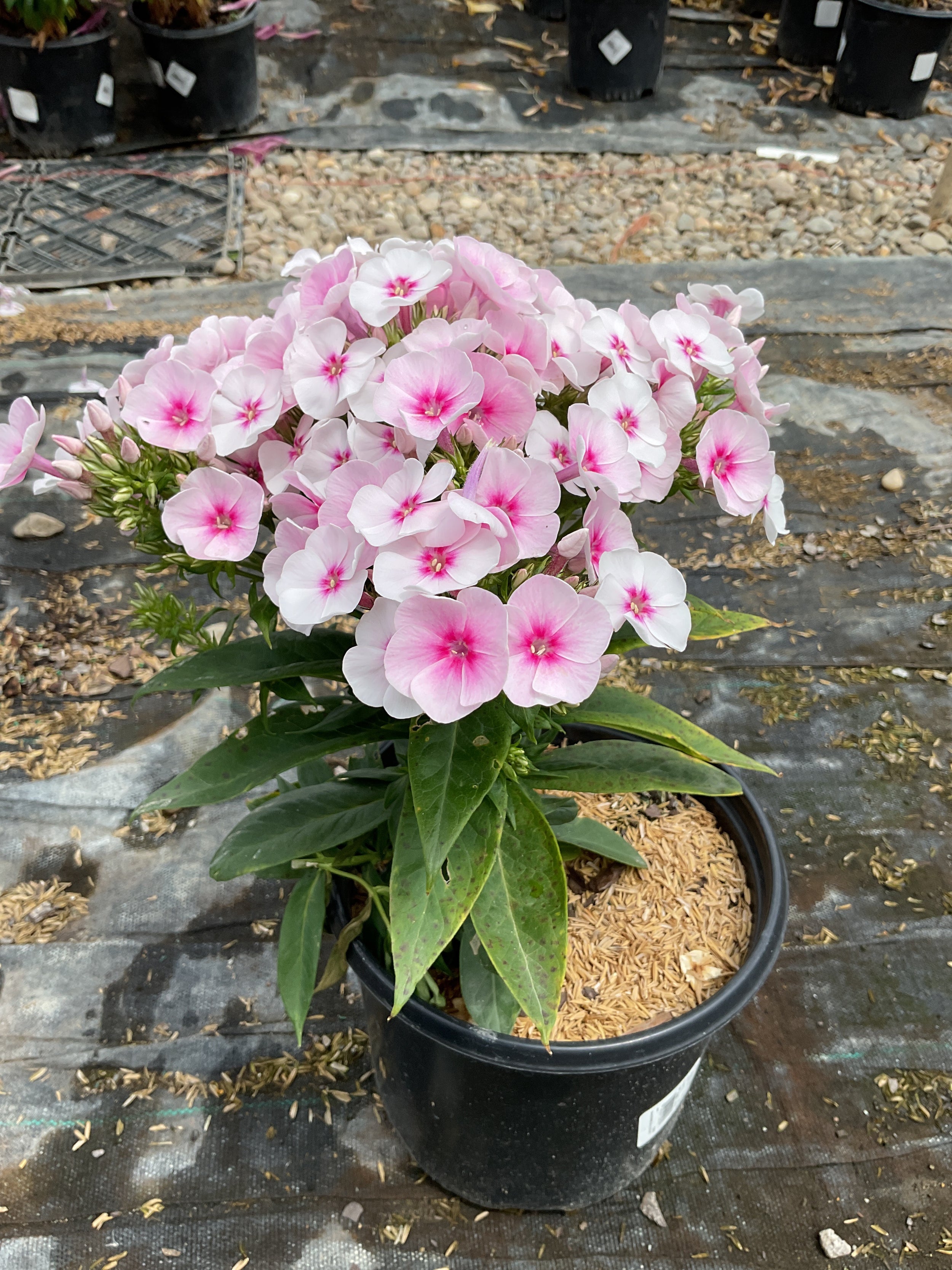 Phlox paniculata 'Flame Pro Babydoll'