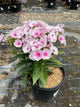 Phlox paniculata 'Flame Pro Babydoll'