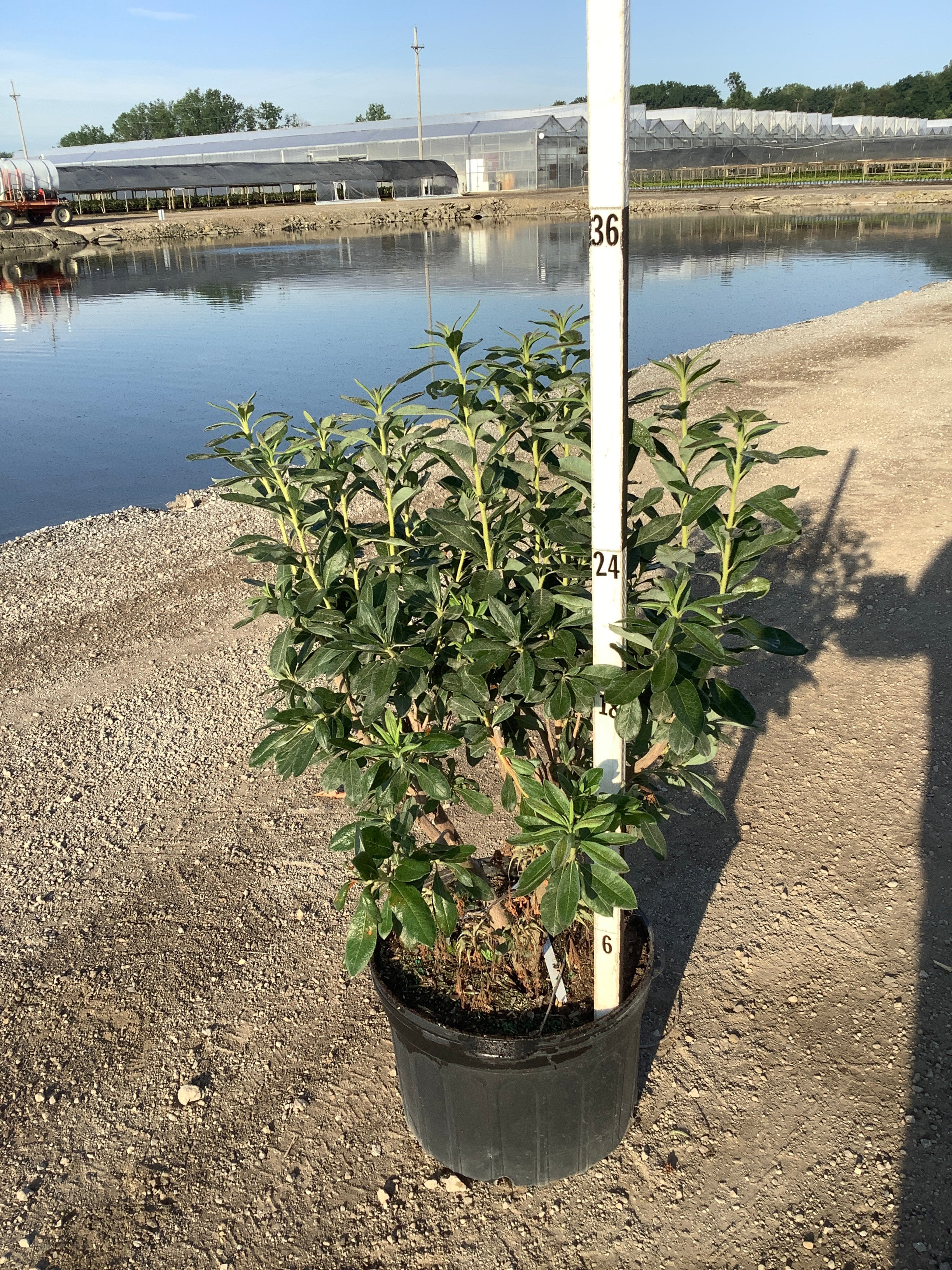 Rhododendron viscosum