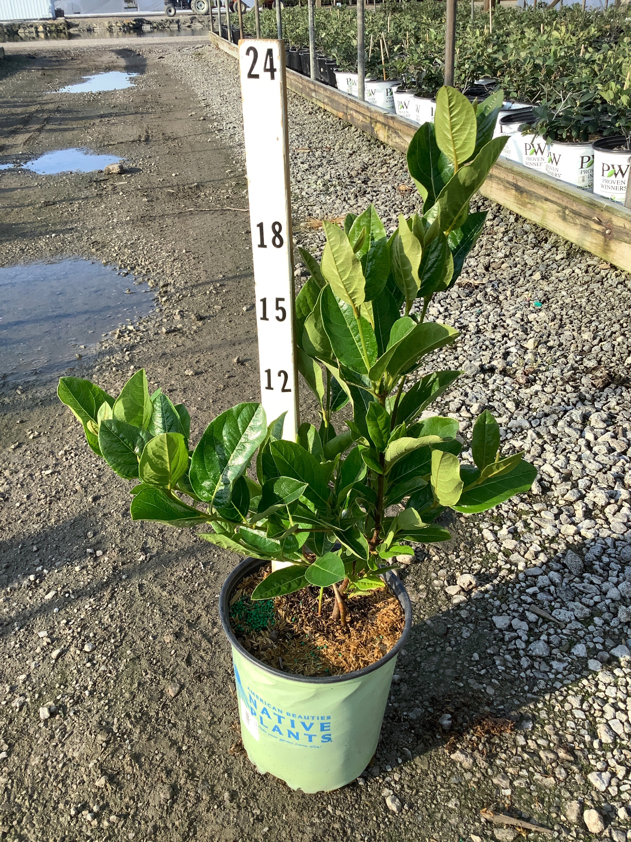 Viburnum nudum 'Winterthur'